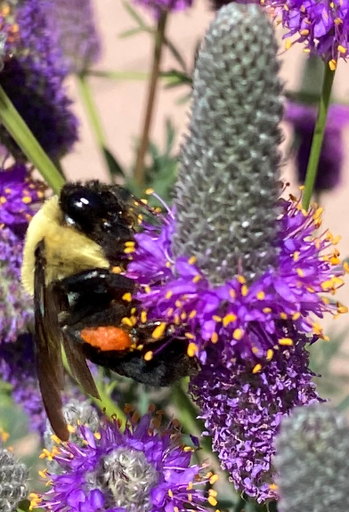 Close up of a bee resting on a purple flower.