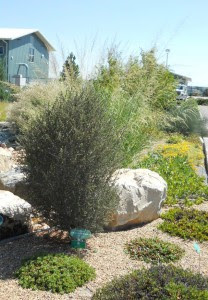 Curl-leaf mountain mahogany