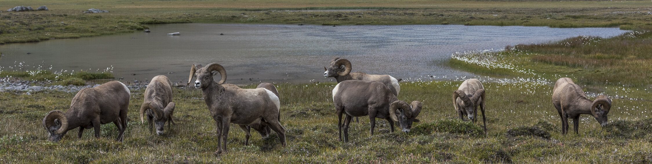 Eight bighorn sheep grazing near a small mountain lake with rolling hills in the distance.