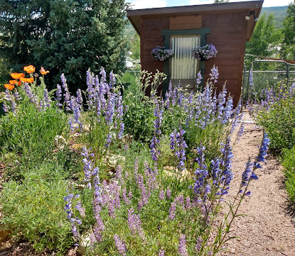 Lupine in the foreground with penstemon and campion filling in behind
