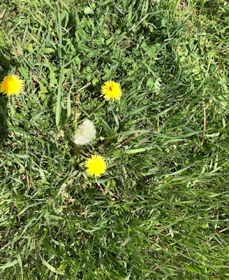Dandelions growing on a lawn.