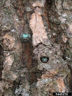 Emerald ash borer in exit hole.