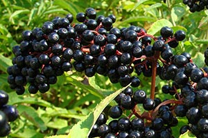 Elderberry (Sambucus nigra and S. canadensis)