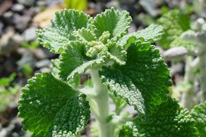 Horehound (Marrubium vulgare)