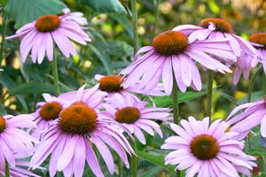 Echinacea (Echinacea angustifolia)