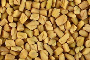 Fenugreek (Trigonella foenum-graecum)