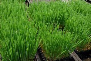 Wheatgrass (Triticum aestivum)