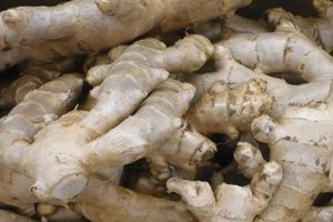 Ginger (Zingiber officinale)