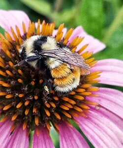 Attracting Native Bees to Your Landscape | Colorado State University ...