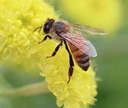 Honeybee, Apis mellifera.