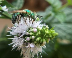 A green metallic sweat bee, Agapostemon sp. foraging on a basil flower.