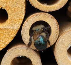 A mason bee (Osmia sp.) building a nest in a bamboo stem. Photo by Grace Wright