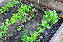 Drip or micro-irrigation technology uses a network of plastic pipes to carry a low flow of water under low pressure to plants. Water is applied much more slowly than with sprinkler irrigation.