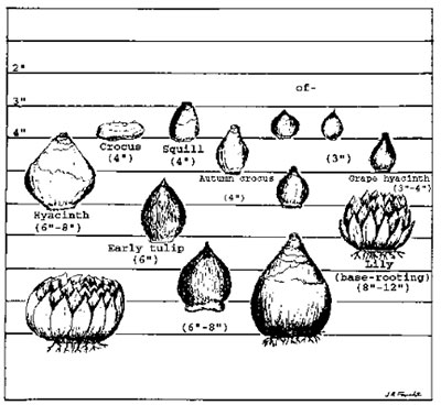 Bulb planting chart. (Numbers in parentheses refer to minimum spacing.) Lilies normally are planted in the spring, while autumn crocuses normally are planted in midsummer. All other bulbs shown are planted in the fall. Planting depths are for well-drained soils. Bulbs do best in a sandy, clay loam. In heavier soils, plant 1 to 2 inches higher.