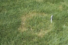 Necrotic ringspot symptoms may begin as light-green or straw colored rings or frog eyes in the lawn