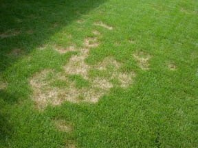 A group of brown necrotic ring spots in a lawn. NRS symptoms may be localized, as shown here, or scattered throughout the lawn