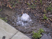 A broken sprinkler head bubbles and creates a pool of water around it which  wastes water.