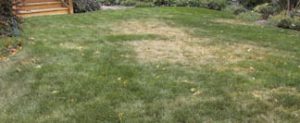 Dry spot in lawn.