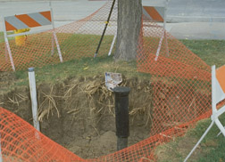 Roots lie in the upper 24 inches of soil and are easily damaged.