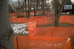 Highly visible, orange tree protection barriers. Ideally, the protection barriers should extend beyond the dripline