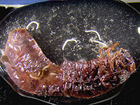 White grub killed by the Heterorhabditis nematodes. 