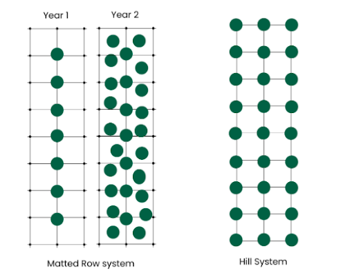 Figure shows two types of planting systems for strawberries: the matted row system, used when planting June-bearing strawberries, and the hill system, used when planting everbearing and day-neutral strawberries.