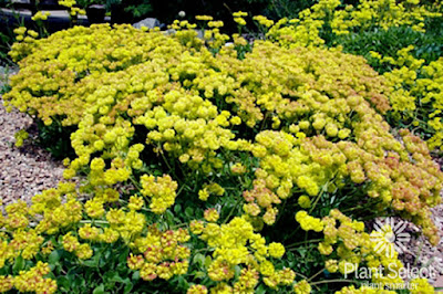 'Kannah Creek' Buckwheat