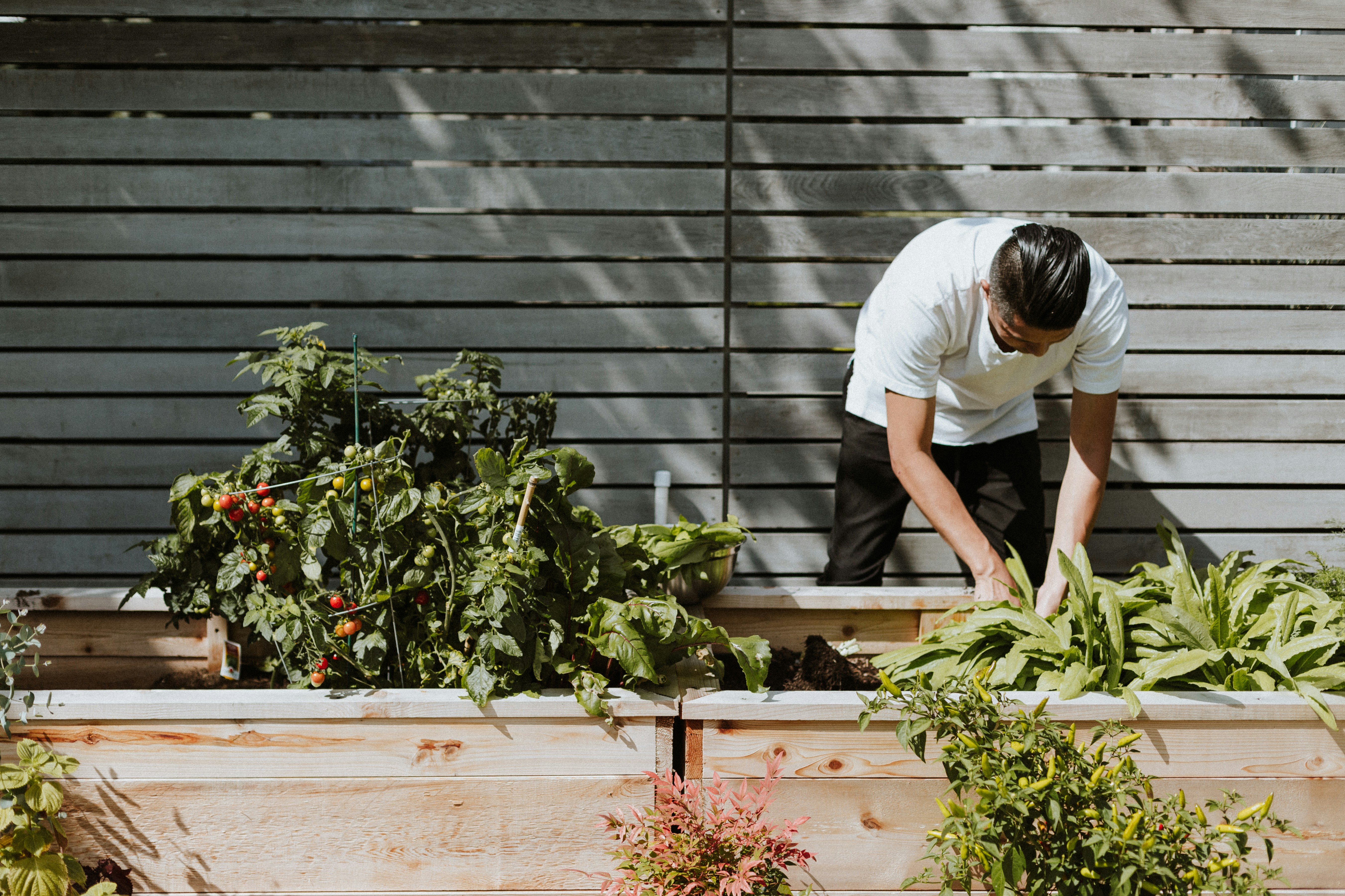 A man in a white shirt bends over a raised wooden garden bed to care for leafy green plants next to tomato vines.