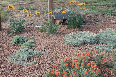 Blanket flower in background, pussytoes in mid ground  at Norwood High and Dry Garden