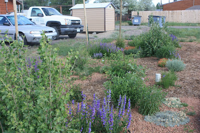 Norwood High and Dry Garden in June 2009 with various purple and green foliage growing throughout.