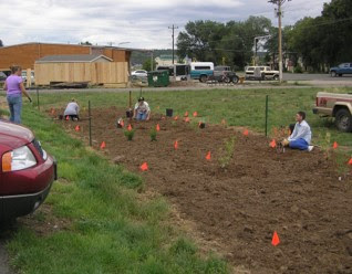 Group of people planting the Norwood High and Dry Garden, August 2006. There are small plants placed throughout with orange flags as markers.
