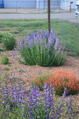 Rocky mountain penstemon in Norwood High and Dry Garden (blue flowers) 