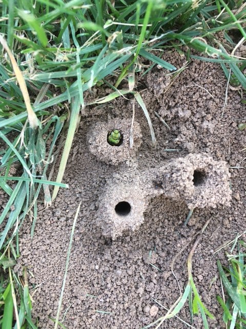 An underground, solitary bee nest (Agapostemon sp.). 