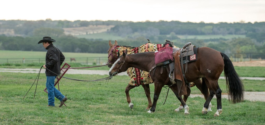 Person in black cowboy hat and jacket leading two brown horses across a grassy field. The horses are dressed with decorative coverings and other equipment.