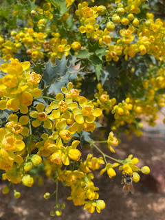 Fremont's barberry (Berberis fremontii) in flower.