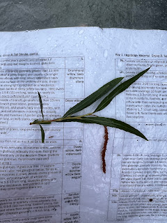 One of the last willows we identified, coyote willow (Salix exigua). Unlike all the other willows we had seen during the day, this one had much narrower leaves.