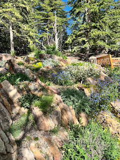 Betty Ford Alpine Gardens in Vail featuring a colorful array of flowers and lush greenery on a rocky hillside with trees in the background and a wooden bench partially showing on the right (June 2022).