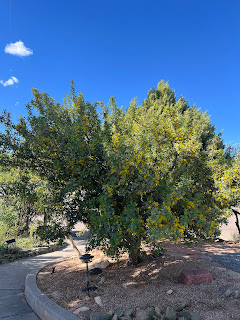 Fremont's barberry (Berberis fremontii) flowering in April. This is the single-stem specimen in the cactus garden.