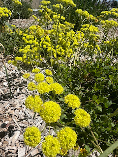 Kannah Creek® Buckwheat flowering in April.