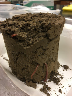 Soil core sample with earthworms crawling through the soil.
