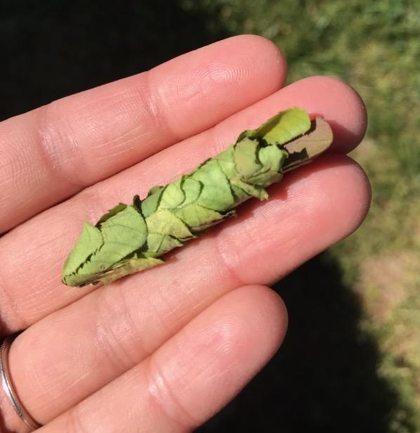 A leafcutter bee (Megachile sp.) nest found inside a garden glove.