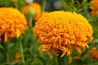 Mission Giant Orange Hybrid Marigold