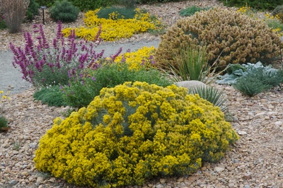 Plant Select 'Baby Blue' rabbitbrush