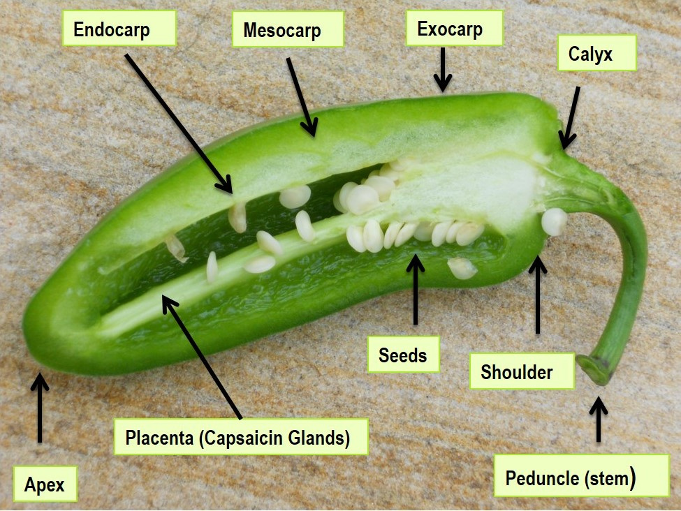 Anatomy of a chile pepper
