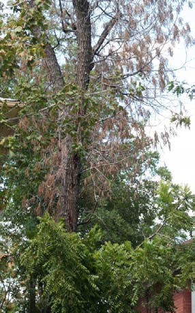 Rapidly wilting black walnut in the final stage of thousand cankers disease.