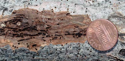 Exit holes produced by walnut twig beetles and shallow tunnels exposed under the bark. 