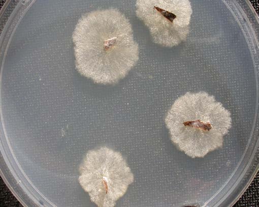 Typical colony formation of Geosmithia morbida growing out of bark chips placed on a Petri plate. 
