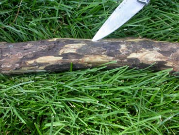 Outer bark peeled from a log to expose coalescing branch cankers produced by Geosmithia morbida.