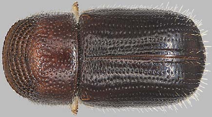 Walnut twig beetle, top view.