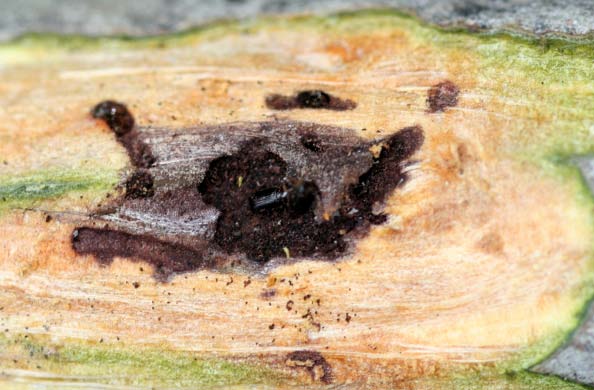 Walnut twig beetle and associated staining around tunnel.